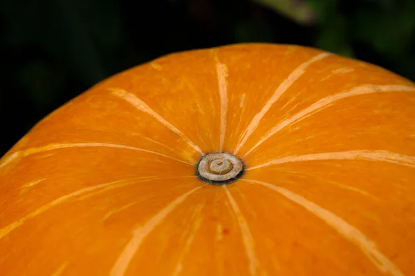 Orangen Kürbis Hintergrund. Makro. Essen, Gemüse, Thanksgiving und Heiligenfeste, Kopierraum aus nächster Nähe — Stockfoto