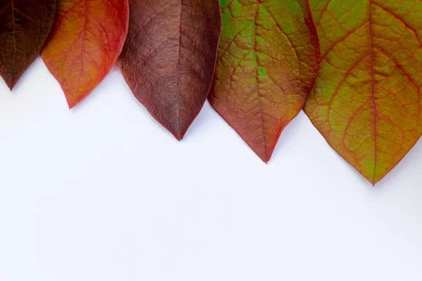 Bunte Herbstblätter auf weißem Hintergrund, Kopierraum — Stockfoto