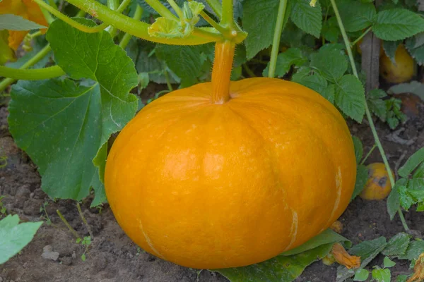 Calabaza amarilla creciendo en el jardín. Alimentos, verduras, Acción de Gracias y hallowen, espacio para copiar — Foto de Stock