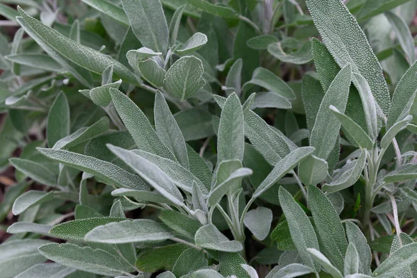 Sage herb Salvia officinalis, herb, spice growing in the garden, food background. Alternative medicinal plants, medical herb copy space — Stock Photo, Image