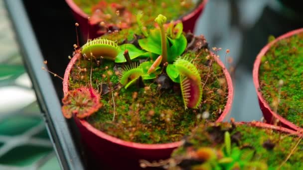 Venus flytrap Dionaea Muscipula excitada con un dedo y ataca a una persona — Vídeo de stock