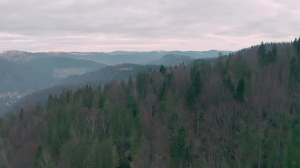 Φθινοπωρινό δάσος στα βουνά. αειθαλή δέντρα. — Αρχείο Βίντεο