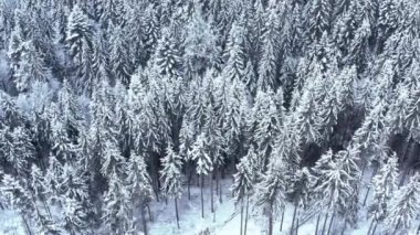 Dağlardaki kış ormanı. Daima yeşil ağaçlar.