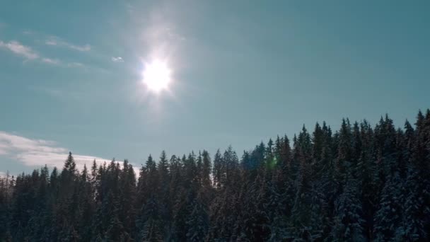 Zonnige winter ijzig bos in de bergen. groenblijvende bomen. — Stockvideo