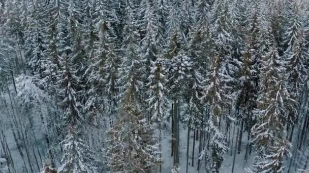Téli erdő a hegyekben. örökzöld fák. — Stock videók