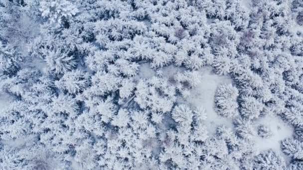 Зимовий ліс у горах. вічнозелені дерева . — стокове відео
