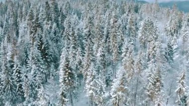 Dağlardaki kış ormanı. Daima yeşil ağaçlar.