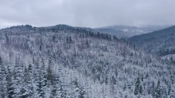 Zimní les v horách. stálezelené stromy. — Stock video