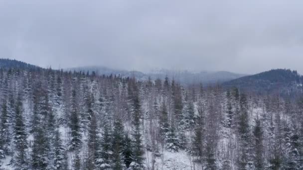 Zimní les v horách. stálezelené stromy. — Stock video