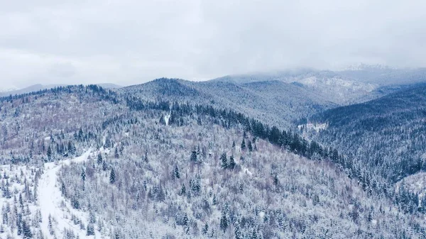 Vinter skov i bjergene. stedsegrønne træer. - Stock-foto