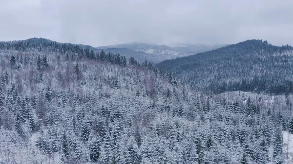 Зимний лес в горах. вечнозеленые деревья. — стоковое фото
