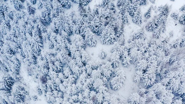 Dağlardaki kış ormanı. Daima yeşil ağaçlar.