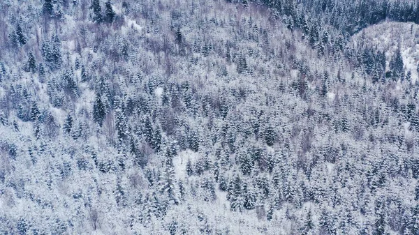 Winterwald in den Bergen. immergrüne Bäume. — Stockfoto