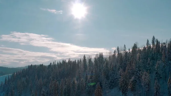 Inverno ensolarado floresta gelada nas montanhas. árvores perenes. — Fotografia de Stock