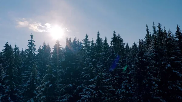 sunny winter frosty forest in the mountains. evergreen trees.