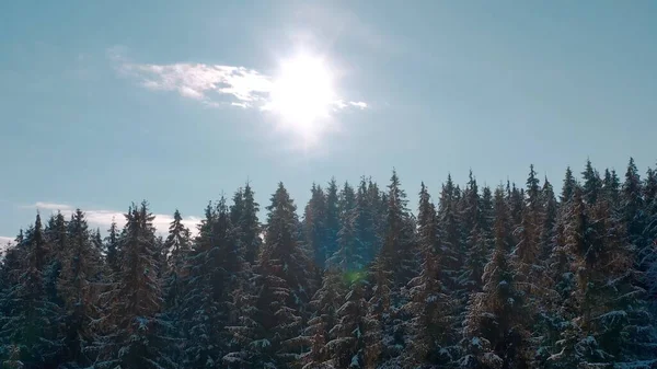 Sonniger Winter frostiger Wald in den Bergen. immergrüne Bäume. — Stockfoto