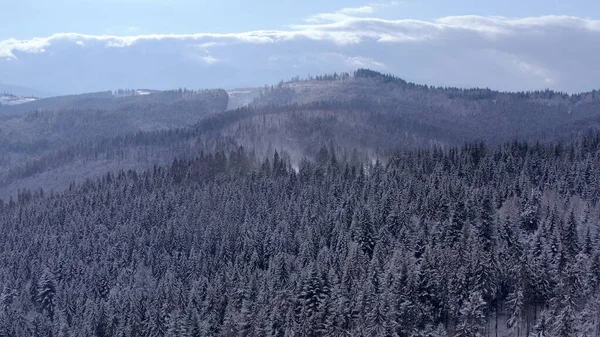 Winterwald in den Bergen. immergrüne Bäume. — Stockfoto