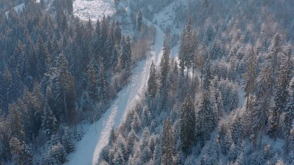 Winterliche Waldstraße in den Bergen. immergrüne Bäume. — Stockfoto