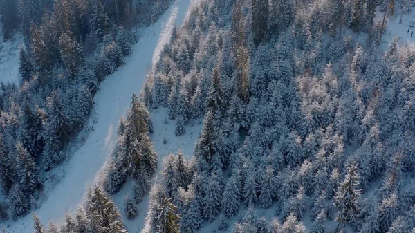 Winterliche Waldstraße in den Bergen. immergrüne Bäume. — Stockfoto