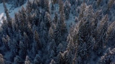 Dağlardaki kış ormanı. Daima yeşil ağaçlar.