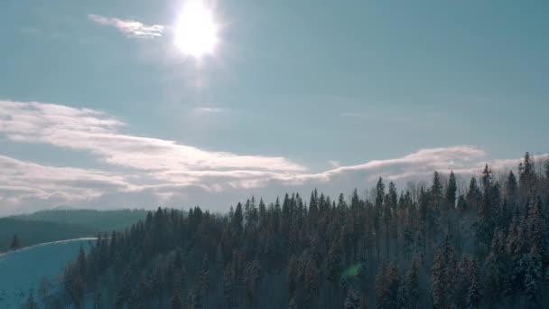 Slunečný zimní mrazivý les v horách. stálezelené stromy. — Stock video