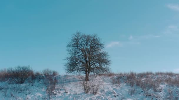 Magányos téli fa a mezőn. erősen havas területen — Stock videók