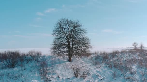 Magányos téli fa a mezőn. erősen havas területen — Stock videók