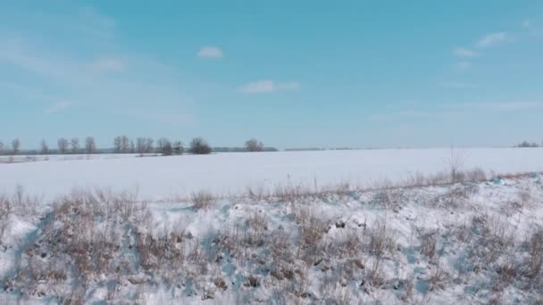 Erősen havazik a mező. hó téli táj — Stock videók