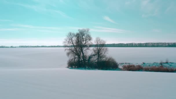 Solitario árbol de invierno en el campo. campo fuertemente nevado — Vídeos de Stock