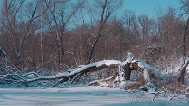 Заснеженные деревья на берегу замёрзшего зимнего озера. солнечный зимний мороз — стоковое видео