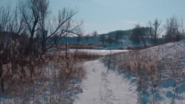 Havas út vezet a tóhoz. fák a fagyott téli tó partján. — Stock videók