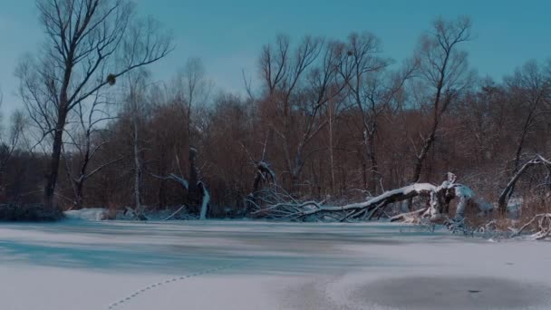 Hófákkal borított fák egy fagyos téli tó partján. napos téli fagyos — Stock videók