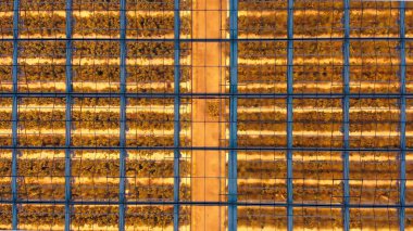 Kışın büyüyen bitkiler için büyük sanayi seralarının havadan görünüşü