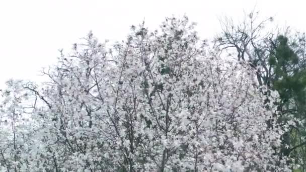 Liliiflora magnolia en fleurs blanches dans un jardin. motion cinématographique. — Video