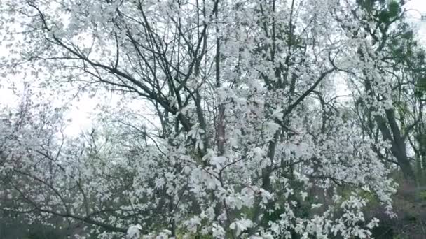 Bílá kvetoucí liliiflora magnolia strom v zahradě. kinematografický pohyb. — Stock video