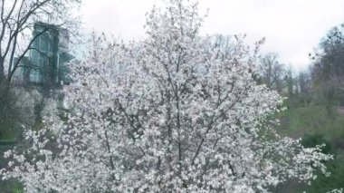 Bahçedeki beyaz çiçek açan liiflora manolya ağacı. Sinematik hareket.