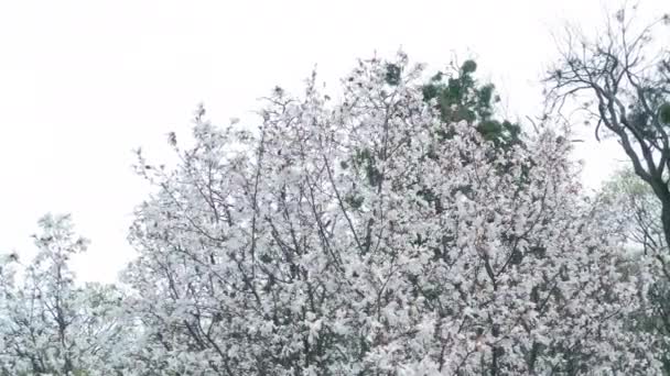Liliiflora magnolia en fleurs blanches dans un jardin. motion cinématographique. — Video