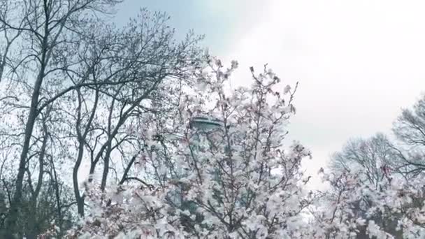 Liliiflora magnolia árvore florescendo branca em um jardim. movimento cinematográfico. — Vídeo de Stock