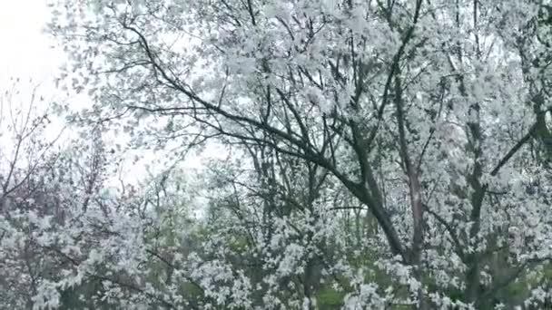 Vit blommande lililiiflora magnolia träd i en trädgård. kinematisk rörelse. — Stockvideo
