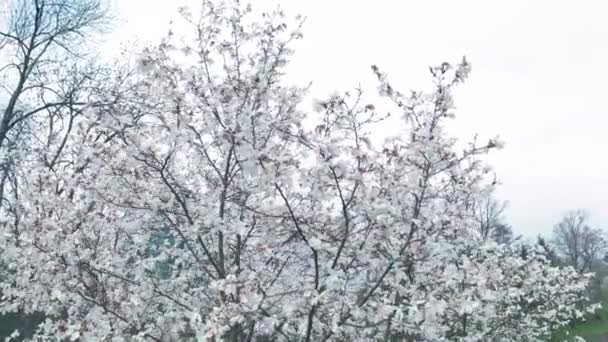 White blooming liliiflora magnolia tree in a garden. cinematic motion. — Stock Video