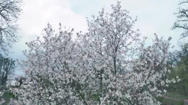 White blooming liliiflora magnolia tree in a garden. cinematic motion. — Stock Video