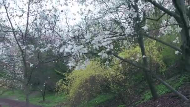 Bílá kvetoucí liliiflora magnolia strom v zahradě. kinematografický pohyb. — Stock video