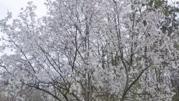 White blooming liliiflora magnolia tree in a garden. cinematic motion. — Stock Video