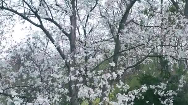 Weiß blühender Lilienmagnolienbaum in einem Garten. Kinematische Bewegung. — Stockvideo