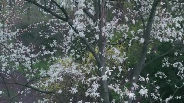 White blooming liliiflora magnolia tree in a garden. cinematic motion. — Stock Video
