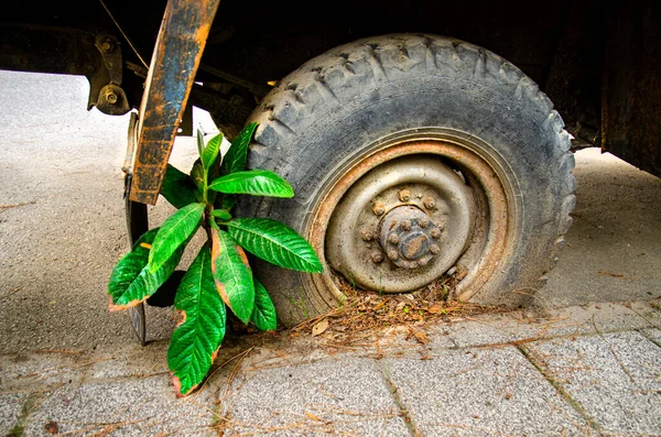 Living Plant Cling Life — Stock Photo, Image
