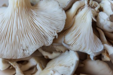 İstiridye mantarları kesilmeye hazır, Pleurotus ostreatus istiridye mantarlı sahte kokore, Pleurotus ostreatus. Chili biberi, kekik, biber, domates,