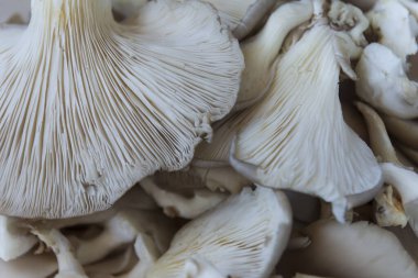 İstiridye mantarları kesilmeye hazır, Pleurotus ostreatus istiridye mantarlı sahte kokore, Pleurotus ostreatus. Chili biberi, kekik, biber, domates,