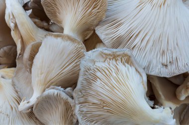 İstiridye mantarları kesilmeye hazır, Pleurotus ostreatus istiridye mantarlı sahte kokore, Pleurotus ostreatus. Chili biberi, kekik, biber, domates,