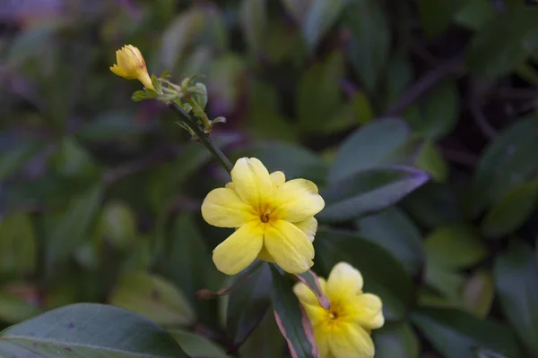 Japoński Kwiat Jaśminu Żółty Jaśmin Japoński Jaśmin Indyku Yysilkoy Istanbul — Zdjęcie stockowe